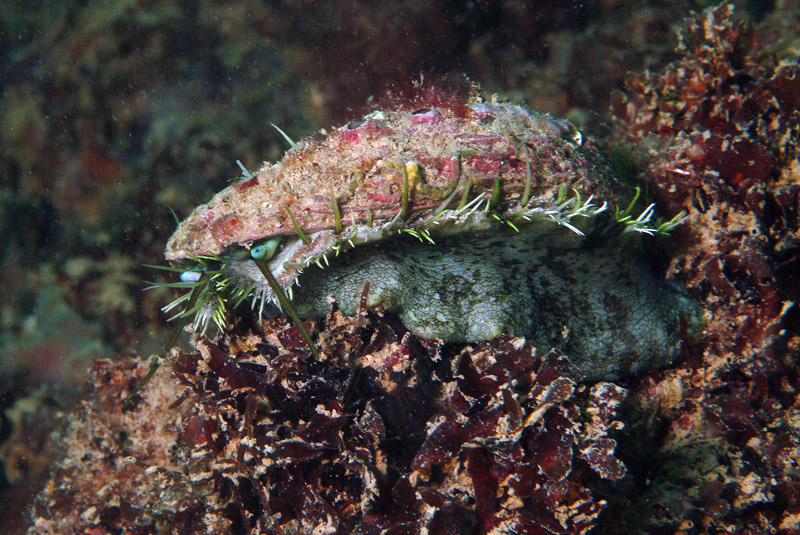 Haliotis sp.